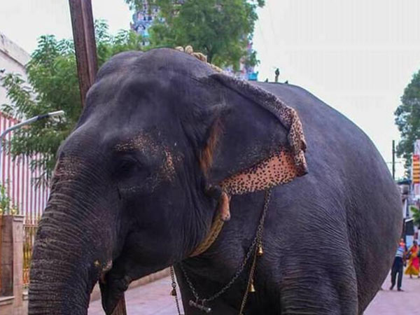 செலிபிரிட்டி சுமதி