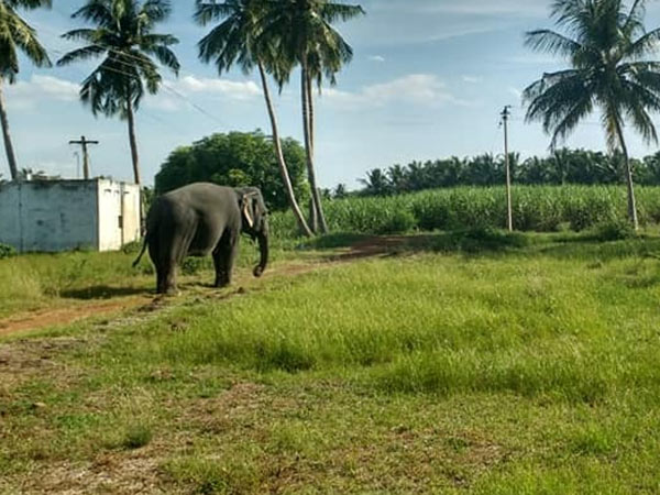 ஏராளமான ஃபாலோயர்ஸ்