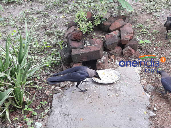 Importance of Crow on Pitru Paksha Importance of Crow on Pitru Paksha