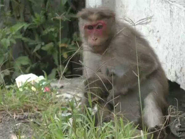 தரம்பால்