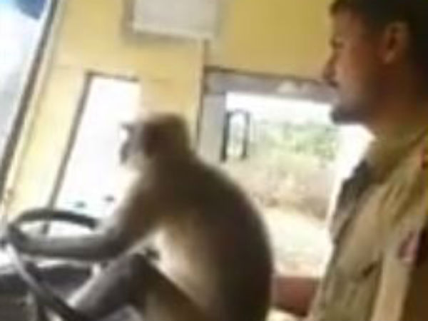 A monkey can be seen driving the bus! A monkey can be seen driving the bus!