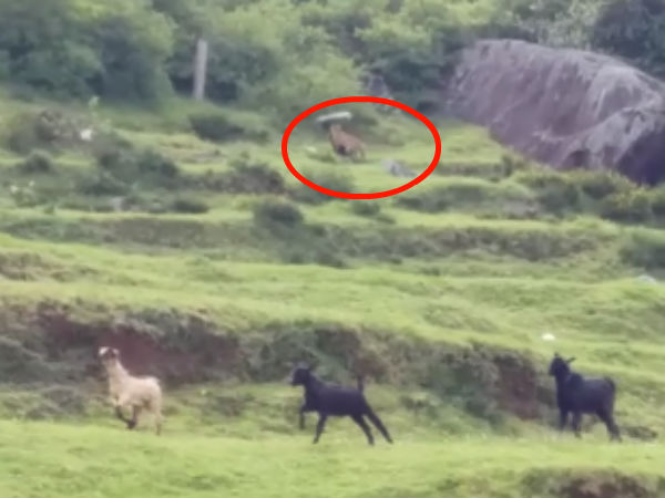 பாறையில் பதுங்கியது