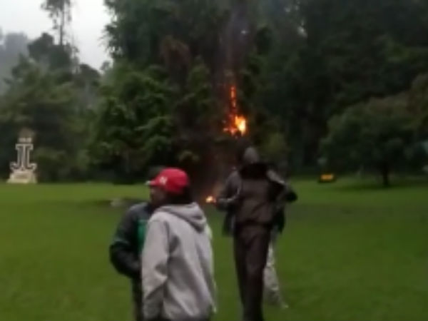 மரத்தில் இடி விழுந்தது