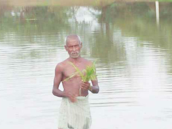 Paddy fields are under rain water in Trichy Paddy fields are under rain water in Trichy