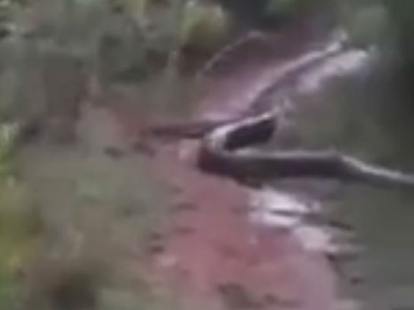 அடர்ந்த மூங்கில் காடு