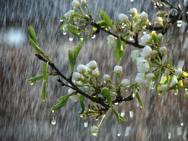 A readers encounter with the rain A readers encounter with the rain