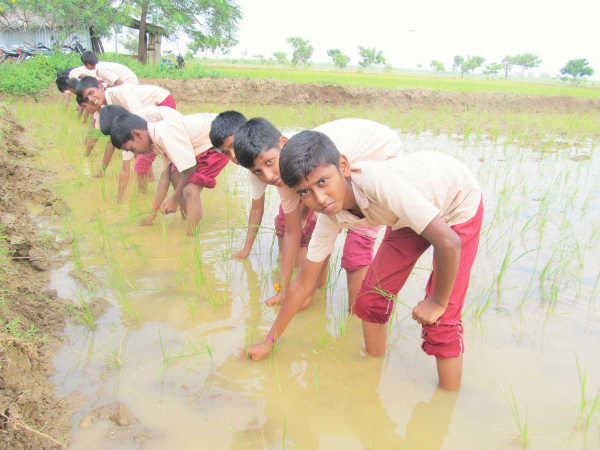 Students learn how to do farming works Students learn how to do farming works