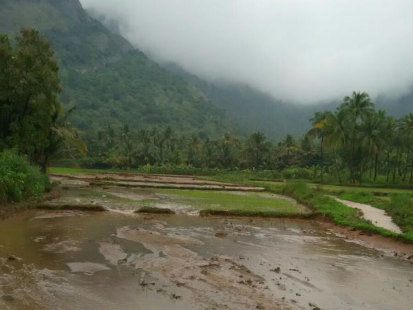 Cauvery Delta districts are facing a massive loss of farmland Cauvery Delta districts are facing a massive loss of farmland
