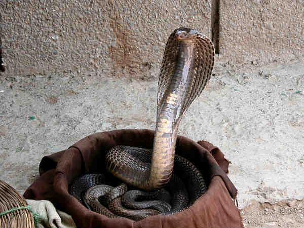 cobra bite kills youth cobra bite kills youth
