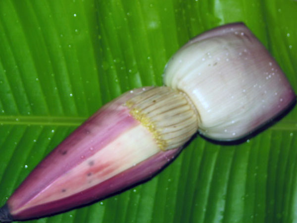 வாழைப்பூ அவசியம்