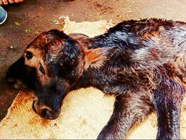 Calf born with 2 head and 4 eyes near Vizhupuram Dist., Calf born with 2 head and 4 eyes near Vizhupuram Dist.,