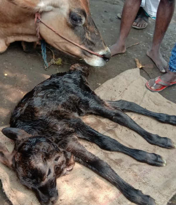 Calf born with 2 head and 4 eyes near Vizhupuram Dist., Calf born with 2 head and 4 eyes near Vizhupuram Dist.,
