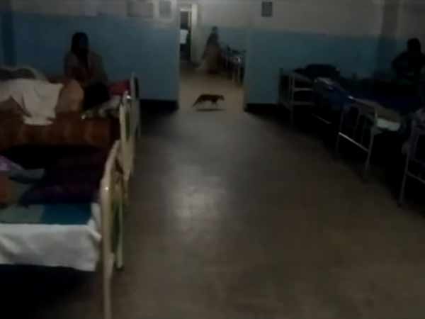 பூனைகள், எலிகள்