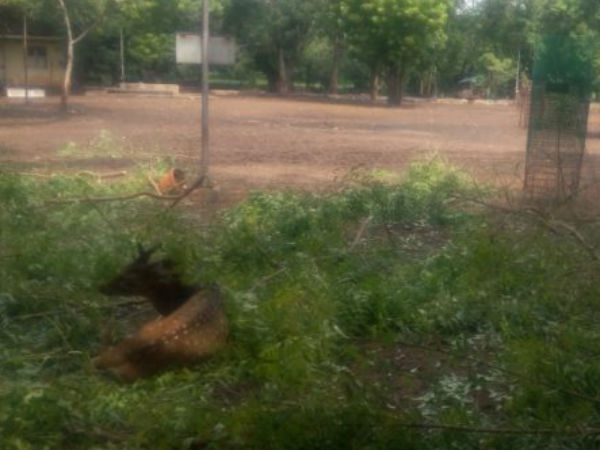 Nearly 30 deers died at Trichy BHEL quarters police investigation is underway Nearly 30 deers died at Trichy BHEL quarters police investigation is underway