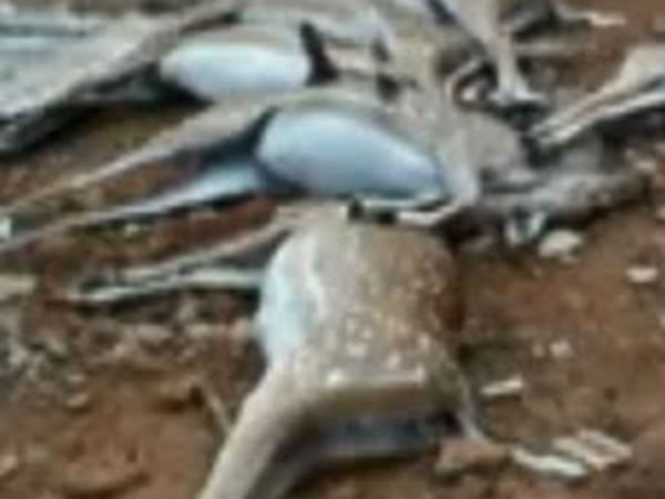 Nearly 30 deers died at Trichy BHEL quarters police investigation is underway Nearly 30 deers died at Trichy BHEL quarters police investigation is underway
