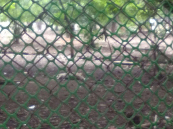 Nearly 30 deers died at Trichy BHEL quarters police investigation is underway Nearly 30 deers died at Trichy BHEL quarters police investigation is underway