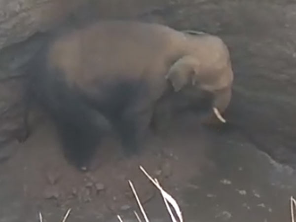 Elephant rescued from well near Hosur Elephant rescued from well near Hosur