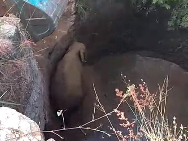 Elephant rescued from well near Hosur Elephant rescued from well near Hosur