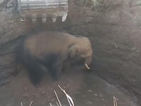 Elephant rescued from well near Hosur Elephant rescued from well near Hosur
