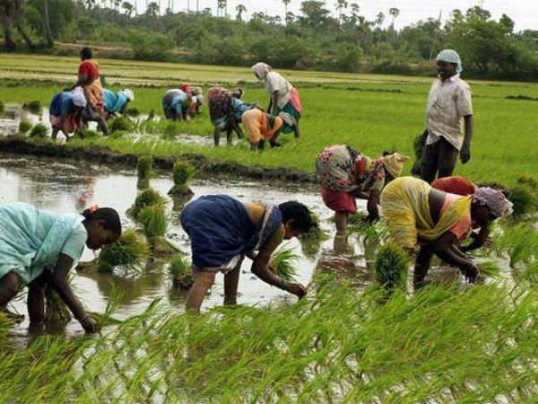 MSP boon: Bjp governments initiative for farmers MSP boon: Bjp governments initiative for farmers