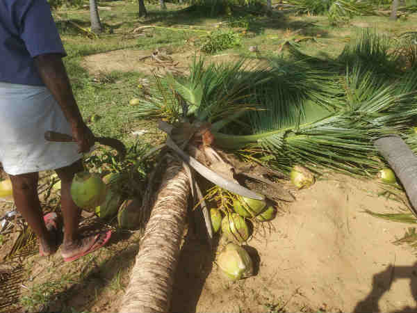 இளநீர்களை