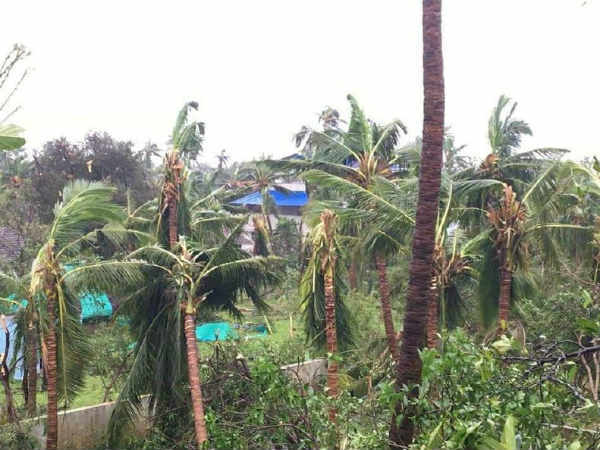 மரம் விழுந்தது