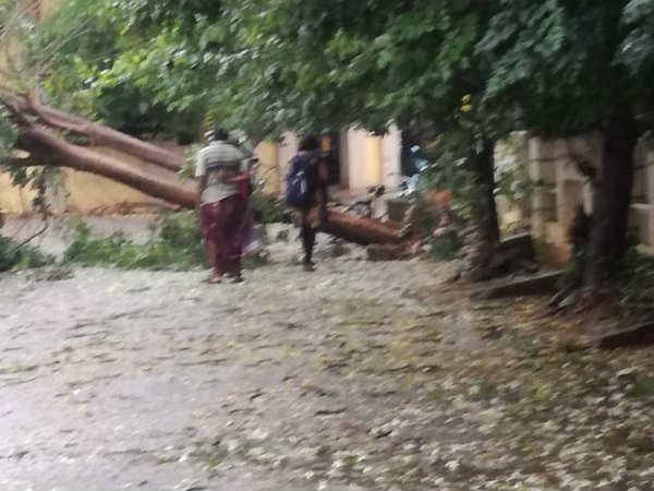 சாய்ந்து கிடக்கும் மரங்கள்