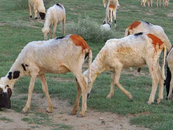 உறுதி இல்லை