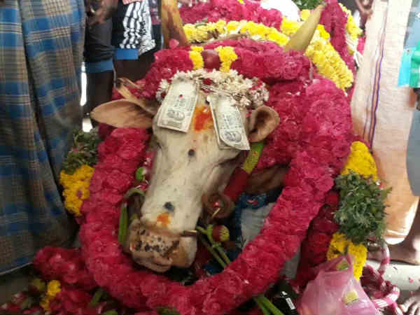 Jallikattu bull Sevalai died due to health issue near Trichy Jallikattu bull Sevalai died due to health issue near Trichy