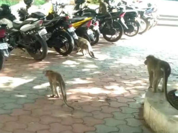 Monkeys entered into coimbatore collector office yesterday Monkeys entered into coimbatore collector office yesterday