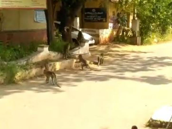 Monkeys entered into coimbatore collector office yesterday Monkeys entered into coimbatore collector office yesterday