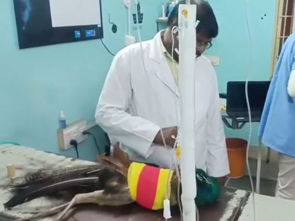 எலும்புகள் கூட வேண்டும்