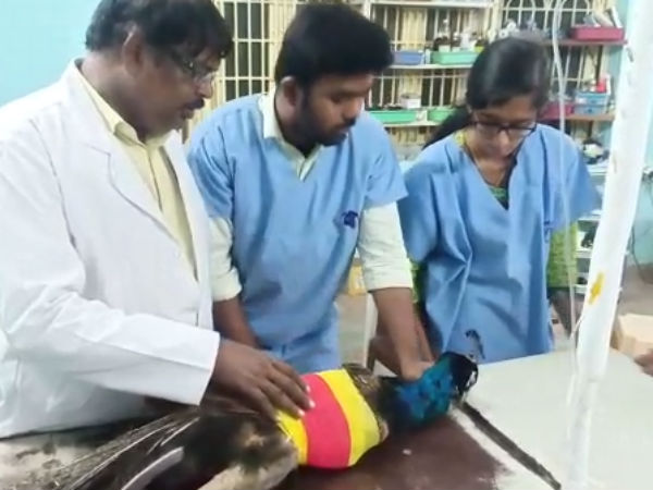 இறக்கை இல்லை