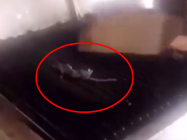 restaurant shuts down after video shows employees cooking rat on grill restaurant shuts down after video shows employees cooking rat on grill