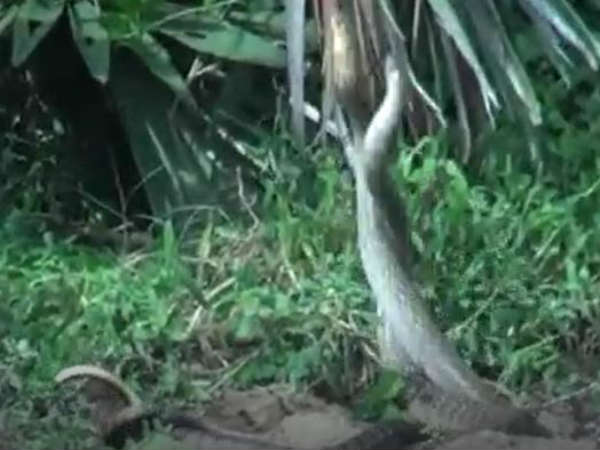 3 பாம்புகள்