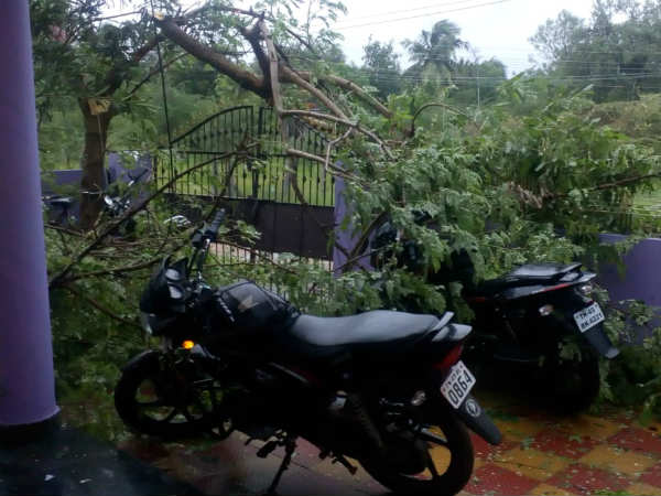 அம்மா வைத்த மரம் போச்சே