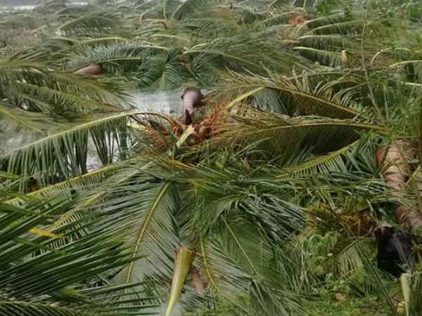யாருமே வந்து பாக்கல