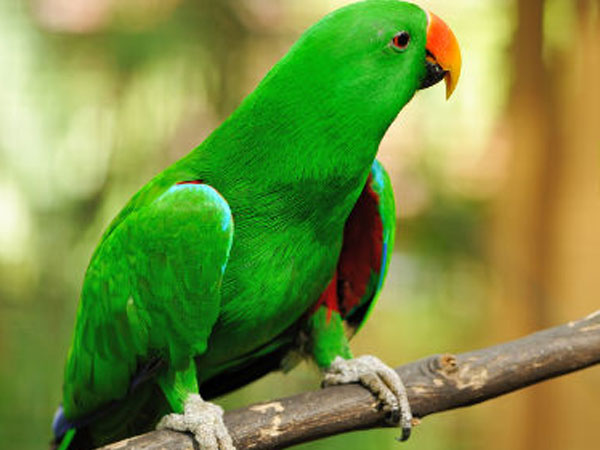 பெயர் சொன்ன கிளி