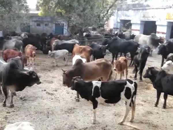 750 கோசாலைகள்