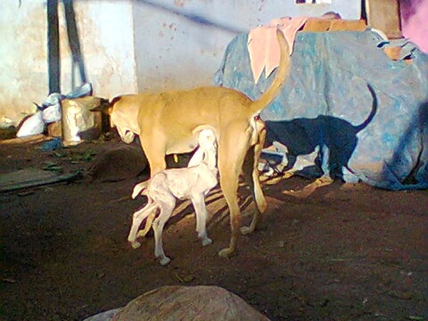 துள்ளி ஓடுகிறது