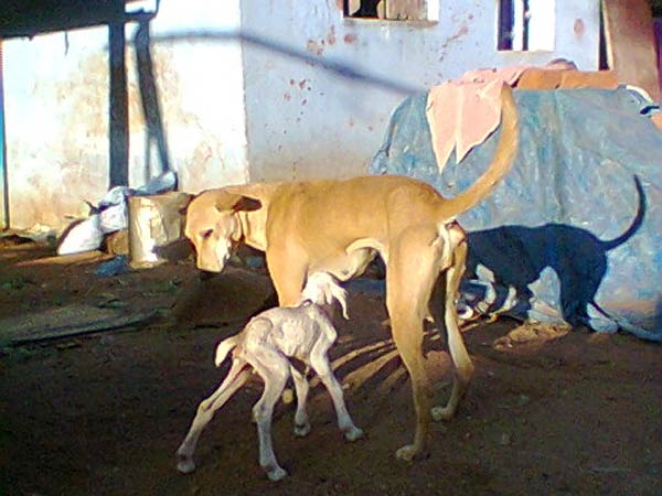 சோர்வுற்ற ஆட்டுக்குட்டி