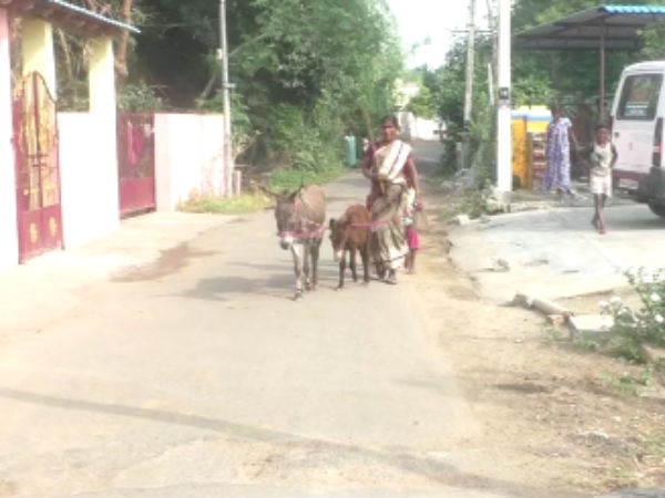 700 கழுதை