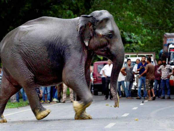 man attempts to pick fight with herd of elephants man attempts to pick fight with herd of elephants