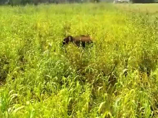 தீவிர கண்காணிப்பு