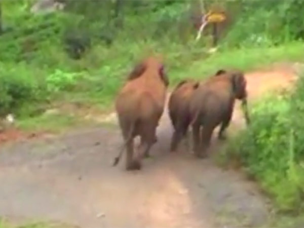 Wild elephant killed cow and goat near Krishnagiri Wild elephant killed cow and goat near Krishnagiri