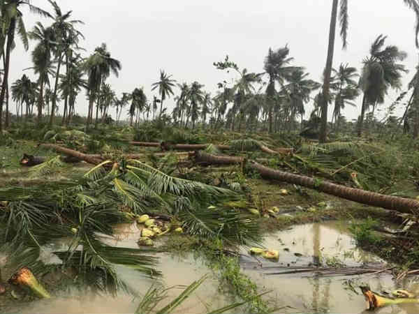 முறிந்த மரங்கள்