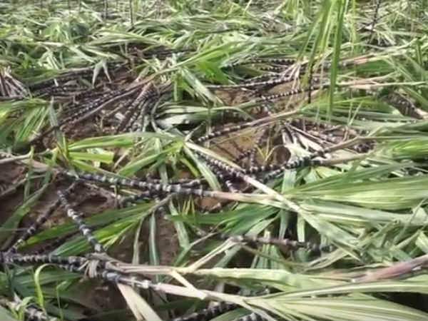 Gaja Storm Loss: A farmer in Thanjavur commits suicide Gaja Storm Loss: A farmer in Thanjavur commits suicide
