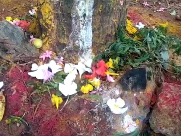 ஃபேமஸ் மரம்