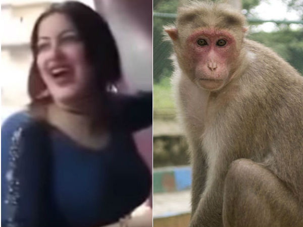 egyptian woman is imprisoned for sexually harassing a monkey egyptian woman is imprisoned for sexually harassing a monkey