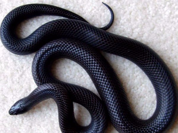 கருப்பு கலர்